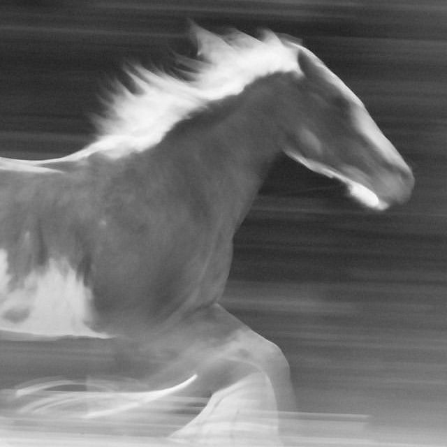 2026 — The Year of the Horse: A Time to Rise, Run and Reclaim Your Wild Heart