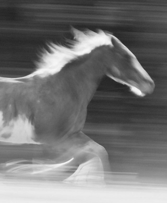 2026 — The Year of the Horse: A Time to Rise, Run and Reclaim Your Wild Heart